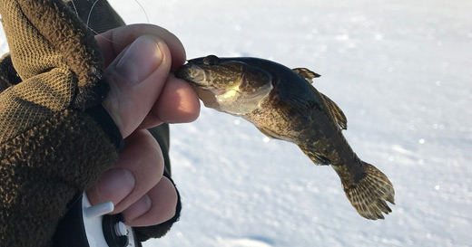 Подледная ловля на приманки Trout Hutner Подледная ловля на приманки Trout Hutner