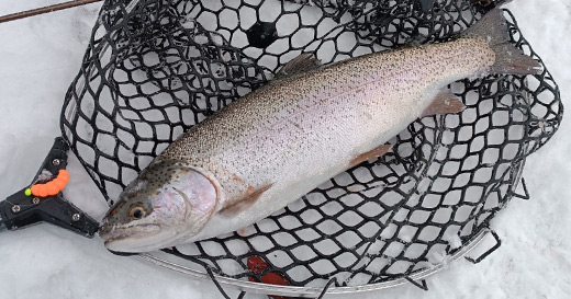 Форелевая рыбалка с приманками Format Trout Форелевая рыбалка с приманками Format Trout