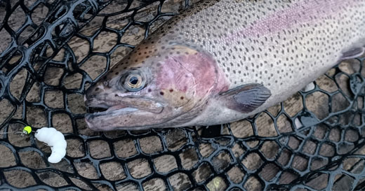 Форелевая рыбалка в преддверии зимы с приманками Format Trout Форелевая рыбалка в преддверии зимы с приманками Format Trout