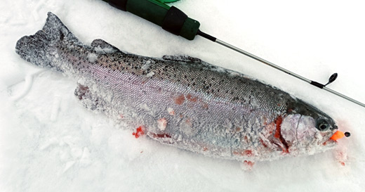 Форелевая рыбалка со льда с приманками Format Trout