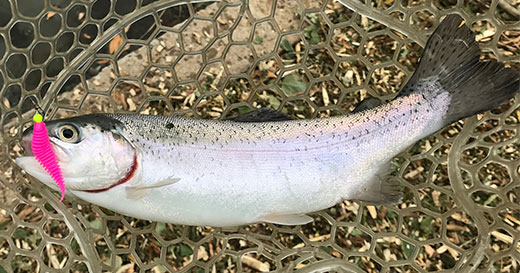 Фото отчет от подписчика с форелевой рыбалки на приманки Format Trout Фото отчет от подписчика с форелевой рыбалки на приманки Format Trout