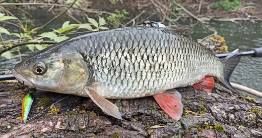 Весенняя рыбалка на блесны Reflex Весенняя рыбалка на блесны Reflex